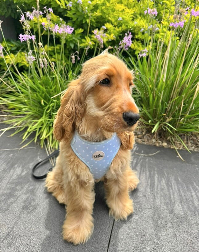 Blue Polka Dot Harness