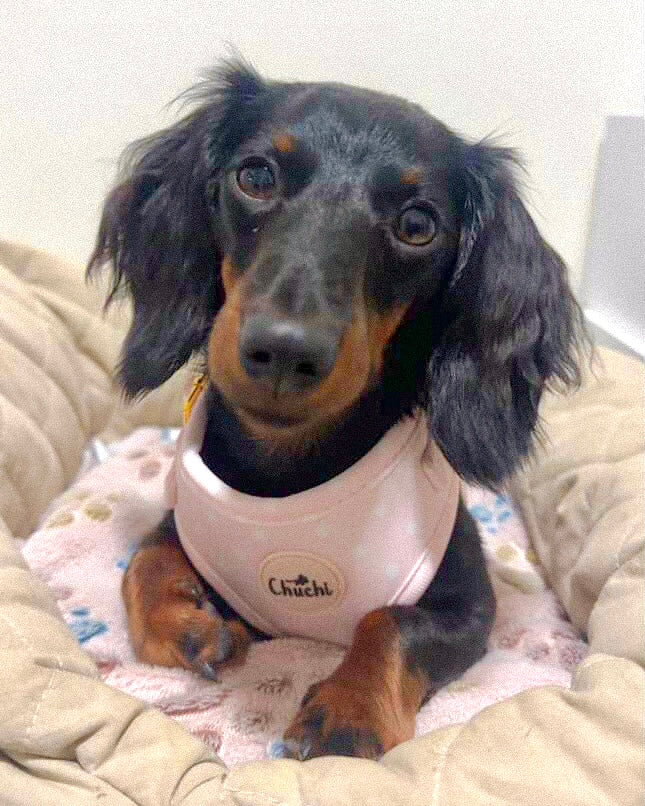 Pink Polka Dot Harness