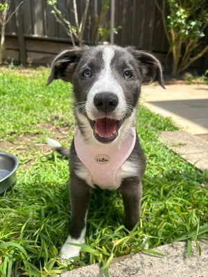 Pink Polka Dot Harness