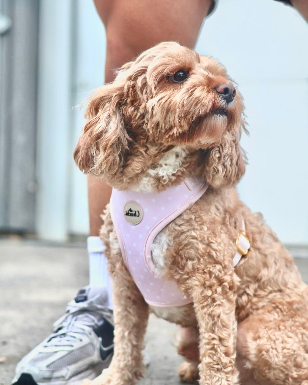 Pink Polka Dot Harness