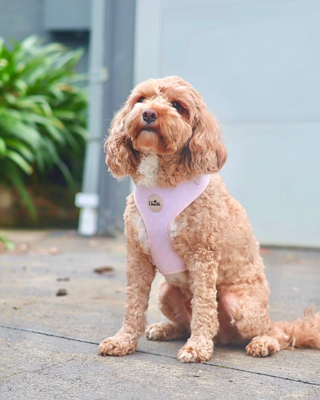 Pink Polka Dot Harness