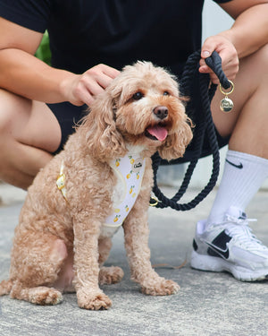 Meyer Lemon Harness