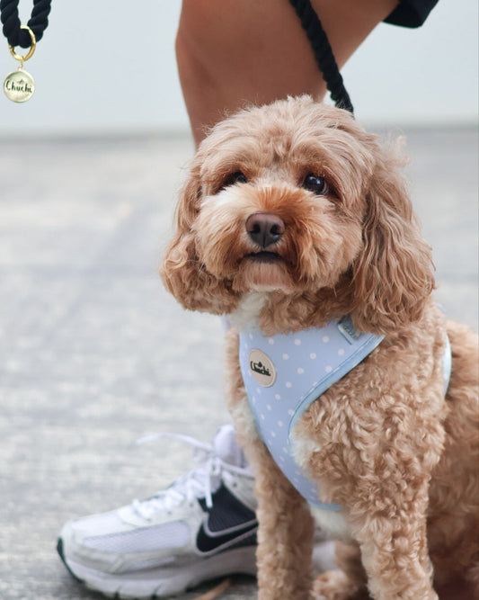 Blue Polka Dot Harness