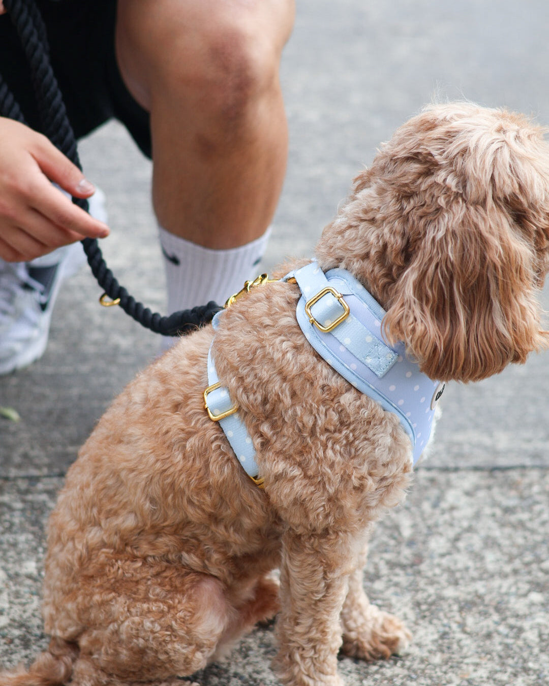 Blue Polka Dot Harness