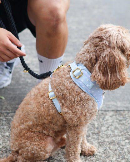 Blue Polka Dot Harness