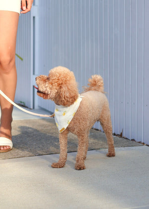 Meyer Lemon Bandana