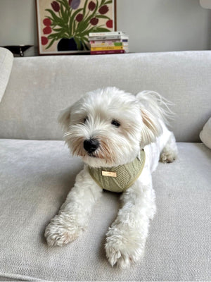 Sage Knit Harness