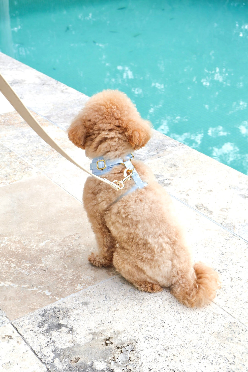 Blue Polka Dot Harness