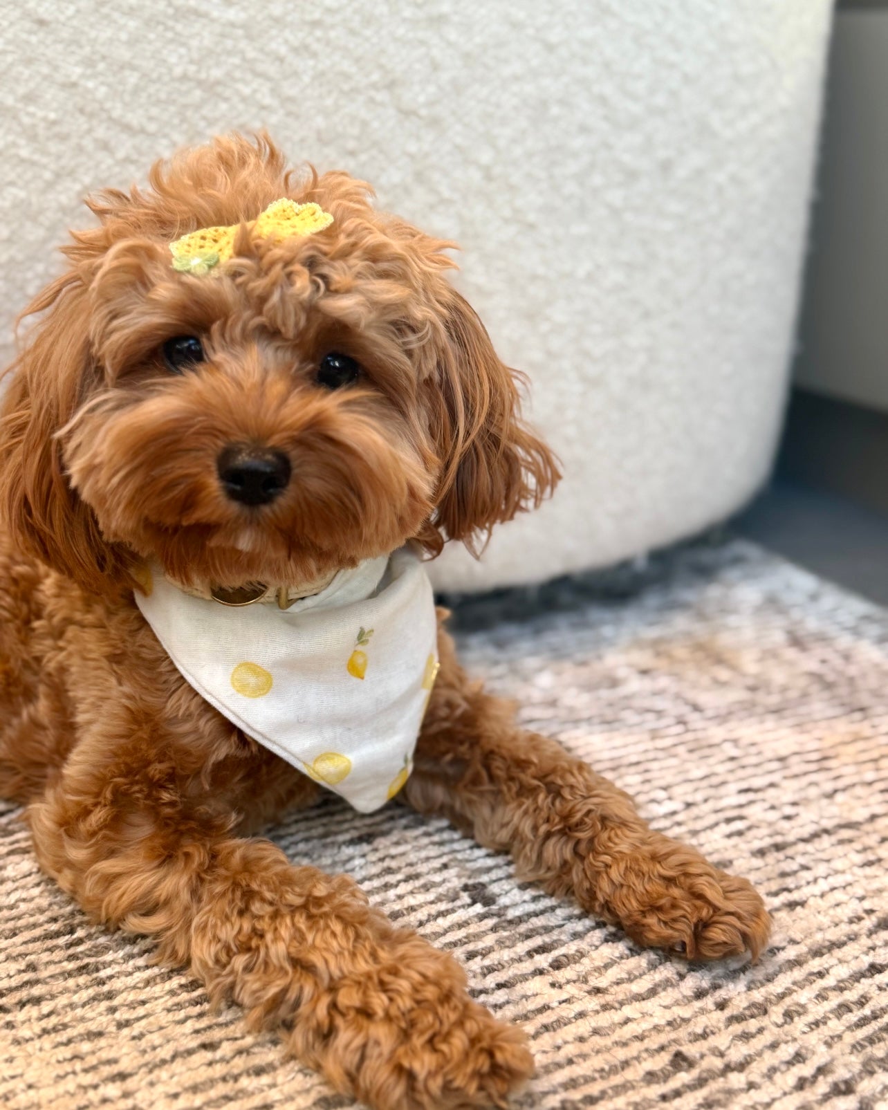 Meyer Bandana