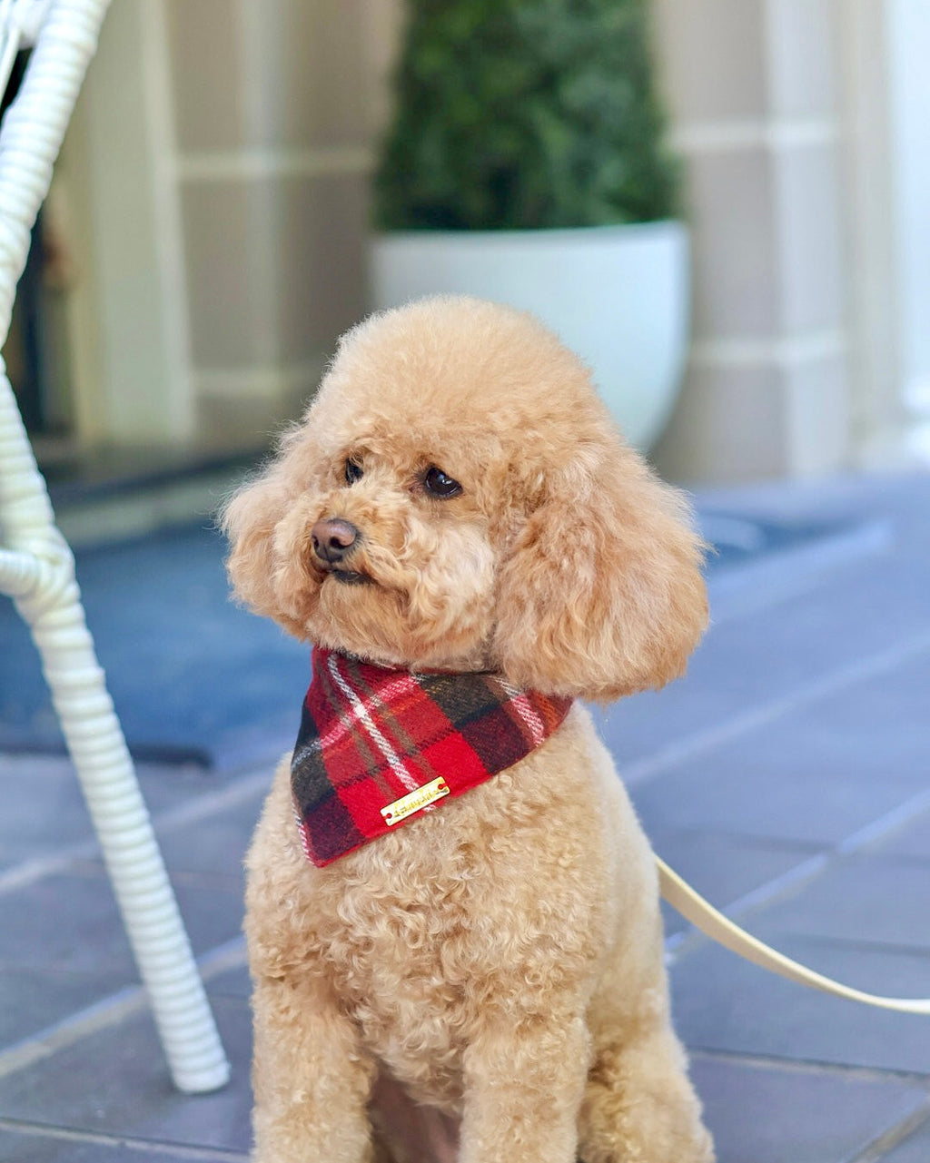 Small brown dog wearing a plaid bandana sitting on a tiled floor.