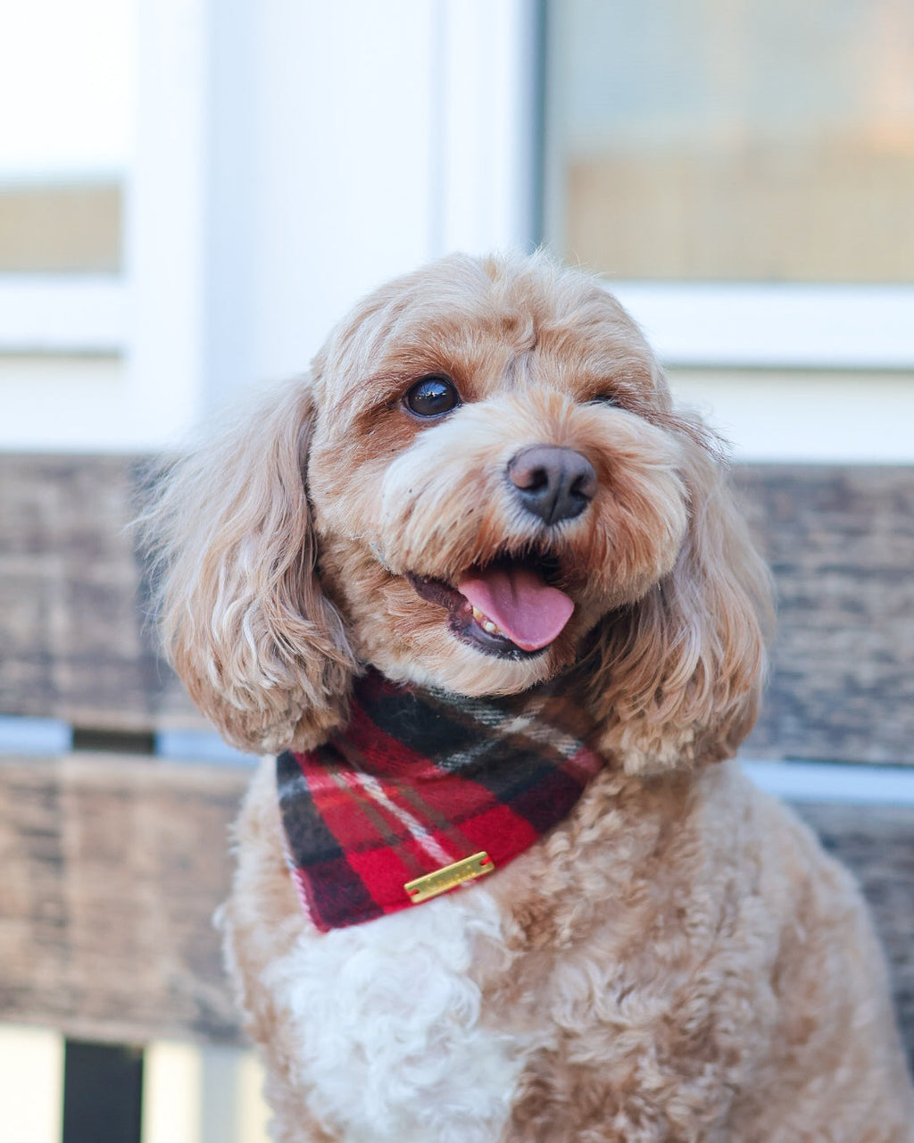 Brown dog with a plaid bandana sitting on a bench.