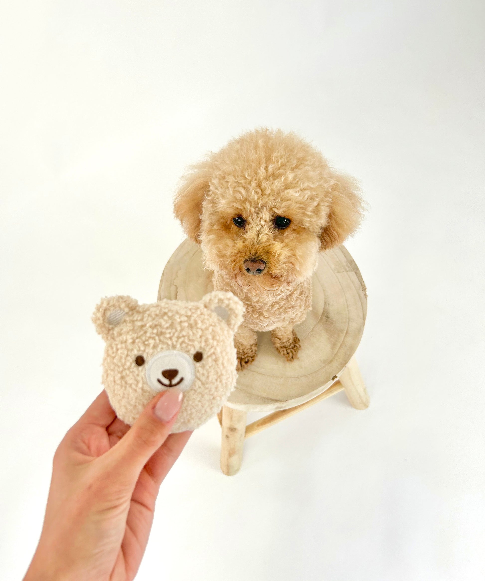 The Little Bear