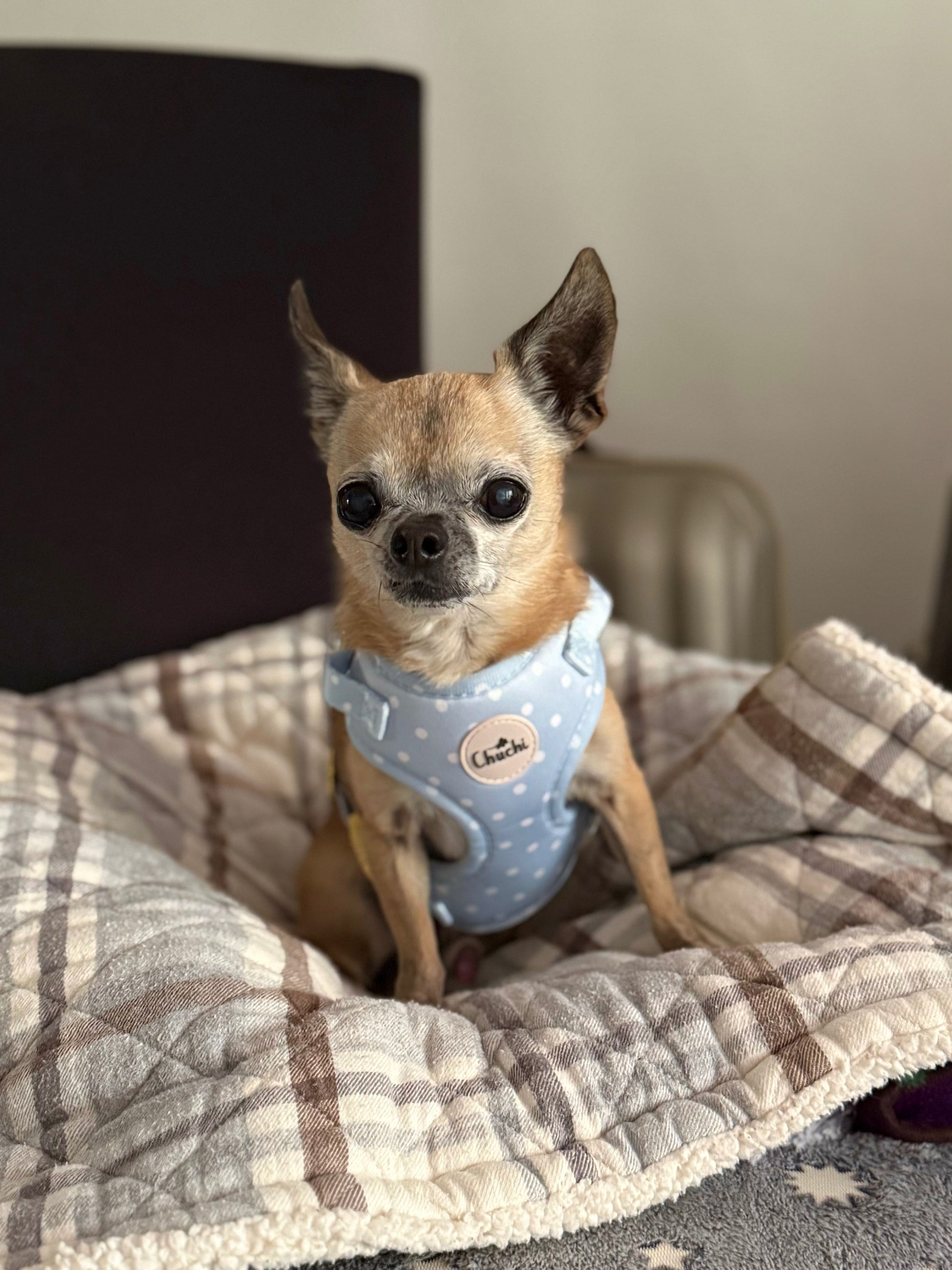 Blue Polka Dot Harness