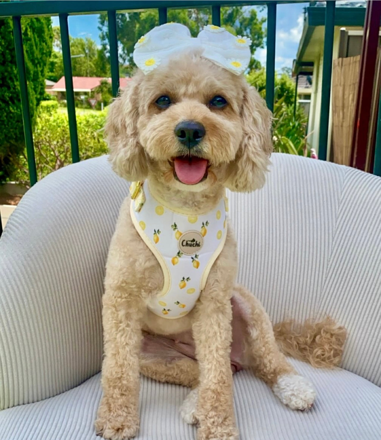 Meyer Lemon Harness