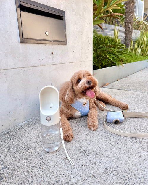 A small fluffy dog wearing a light blue patterned harness lies on a concrete patio next to a white pet water bottle, a matching blue pouch, and a beige leash.