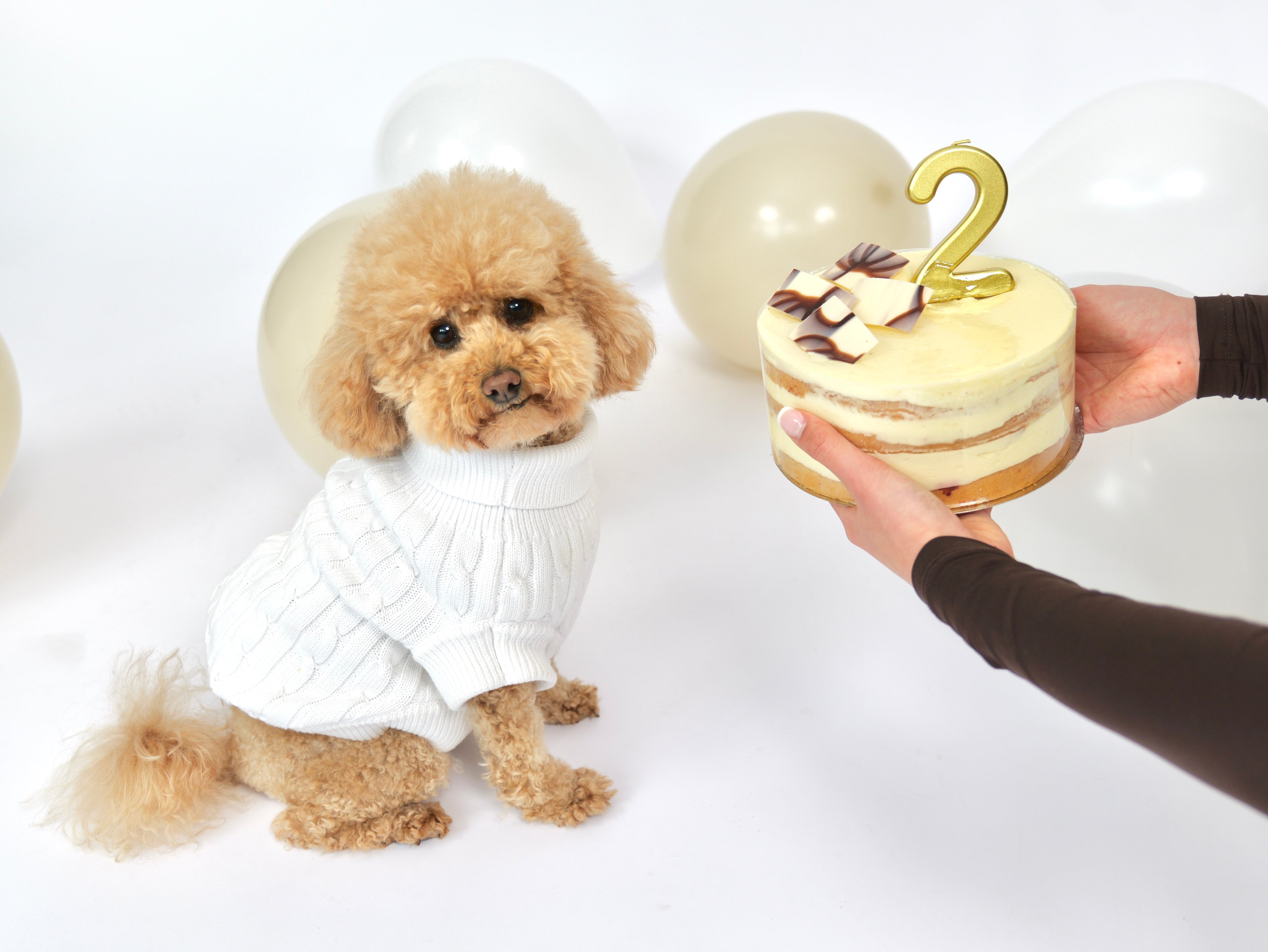 A small fluffy tan dog wearing a white knit sweater sits on a white studio background with balloons, while a person's hands hold a small frosted cake with a gold number 2 candle toward the dog.