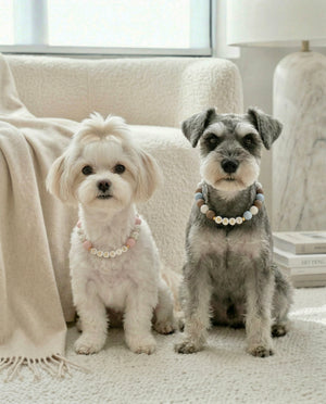 Two dogs, one white and one gray, sitting on a carpeted floor with a neutral-colored couch and lamp in the background.